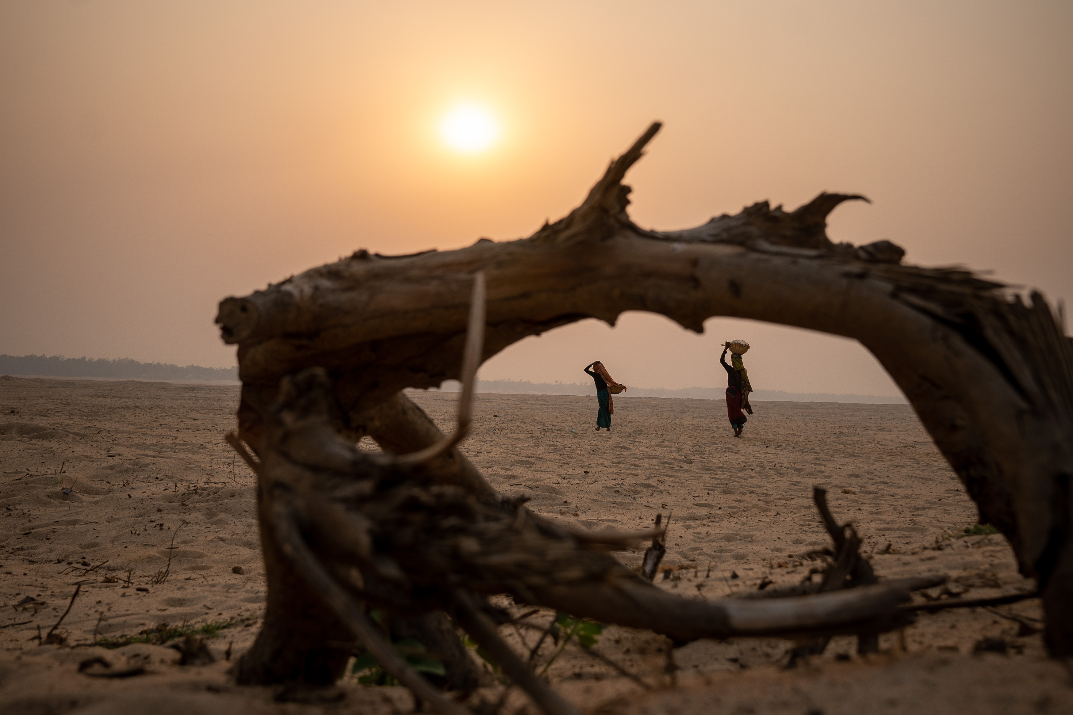 Driftwood